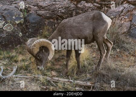 Ein reifer Desert Bighorn Widder grast im Colorado National Monument, Colorado, USA. Stockfoto