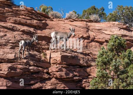 Ein Desert Bighorn Schaf Mutterschafe und ihr Lamm klammern die Felsen im Colorado National Monument, Colorado, USA. Stockfoto