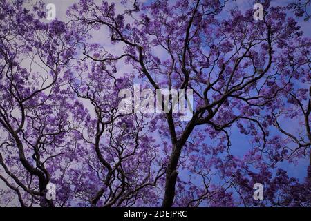 Low Angle Ansicht eines violetten Jacaranda Baumes in Blüte Stockfoto