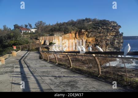 Seven Cockatoos auf einem Zaun an der Gap, Watsons Bay, Sydney Stockfoto