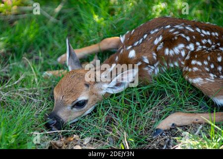 Neugeborenes hirschchen bambi und wilde Tiere Konzept. Fawn Ruht. Baby Reh. Junge wilde Rehe versteckt in hohem Gras. Capreolus capreolus. Neu geborener Roe Stockfoto