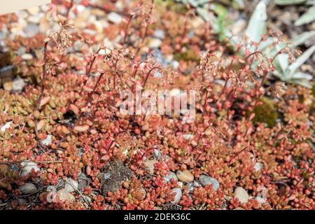 'Coral Carpet' White Stonecrop, Vit Fettknopp (Sedum Album) Stockfoto