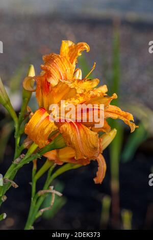 'Kwanso' Orange Tag - Lily, Brunröd daglilja (Hemerocallis fulva) Stockfoto