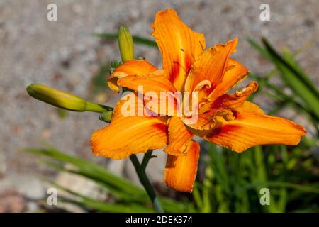 'Kwanso' Orange Tag - Lily, Brunröd daglilja (Hemerocallis fulva) Stockfoto