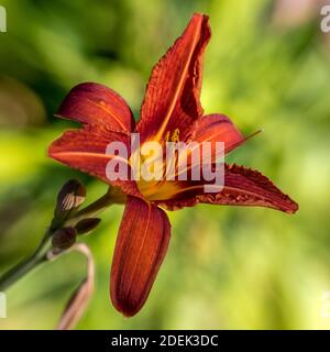 Orange Tag - Lily, Brunröd daglilja (Hemerocallis fulva) Stockfoto