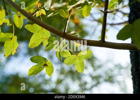 Blätter eines Montpellier-Ahorns (Acer monspessulanum) Im Herbst in einem Park Stockfoto