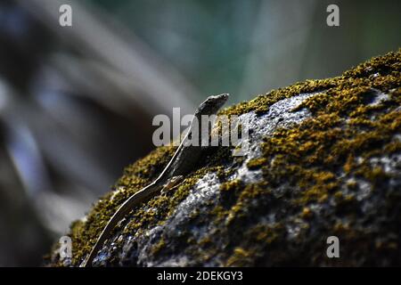 Brown Anole auf Mossy Rock in Waimea Valley, Oahu, Hawaii Stockfoto