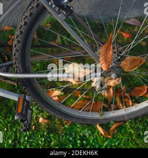 Herbst Blätter in einem Fahrrad Hinterrad, geringe Tiefenschärfe Stockfoto