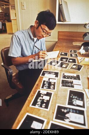 1970er-Fotos (1972) - Ron Oshima; Kalifornien Abteilung für Landwirtschaft; Arbeiten mit Fotos von beschädigten Pflanzen im landesweiten Forschungszentrum für Luftverschmutzung Stockfoto