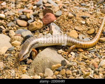 Okellierter Skink, chalcides ocellatus in griechenland Stockfoto