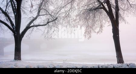 Bäume auf dem schneebedeckten Damm. Winter Stadtbild. Längste Lindenallee in europa, uzhgorod, ukraine. Brücke in der dunstigen Entfernung Stockfoto