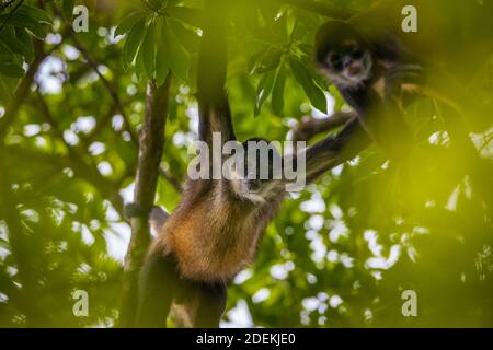 Azuero Klammeraffen, Ateles geoffroyi azuerensis, im dichten Regenwald des Cerro Hoya Nationalpark, Provinz Veraguas, Republik Panama. Stockfoto