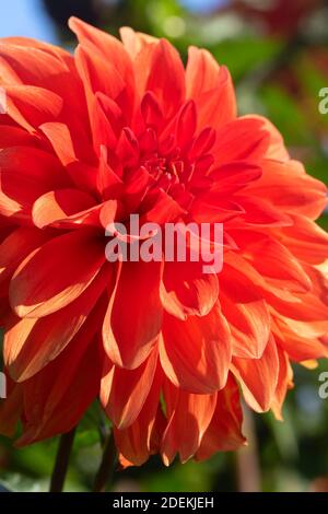 Swan's Olympic Flame Dahlia, Swan Island Dahlias, Canby, Oregon Stockfoto