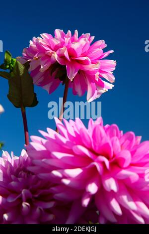 Rosa karierte Dahlie, Swan Island Dahlien Canby, Oregon Stockfoto