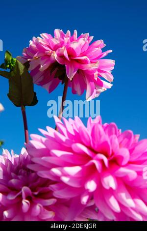 Rosa karierte Dahlie, Swan Island Dahlien Canby, Oregon Stockfoto