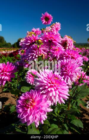 Rosa karierte Dahlie, Swan Island Dahlien Canby, Oregon Stockfoto