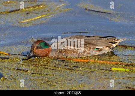 Grünflügelteal (Anas carolinensis), Fernhill Wetlands, Forest Grove, Oregon Stockfoto