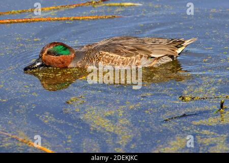 Grünflügelteal (Anas carolinensis), Fernhill Wetlands, Forest Grove, Oregon Stockfoto