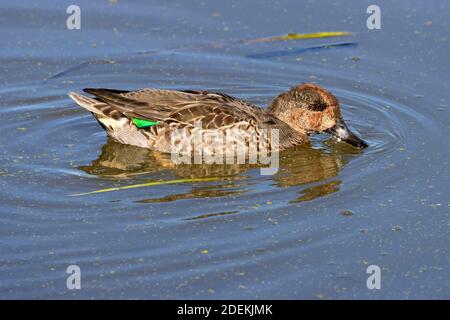 Grünflügelteal (Anas carolinensis), Fernhill Wetlands, Forest Grove, Oregon Stockfoto