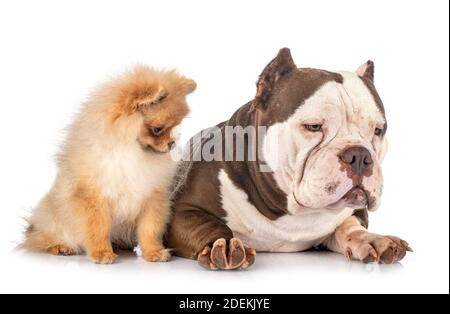American bully und spitz vor weißem Hintergrund Stockfoto