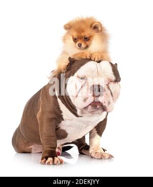 American bully und spitz vor weißem Hintergrund Stockfoto