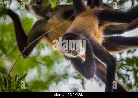 Azuero Klammeraffen, Ateles geoffroyi azuerensis, im dichten Regenwald des Cerro Hoya Nationalpark, Provinz Veraguas, Republik Panama. Stockfoto