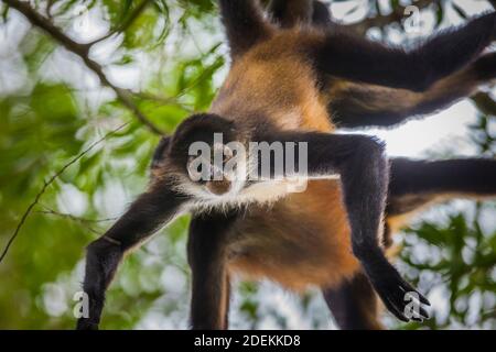 Azuero Klammeraffen, Ateles geoffroyi azuerensis, im dichten Regenwald des Cerro Hoya Nationalpark, Provinz Veraguas, Republik Panama. Stockfoto