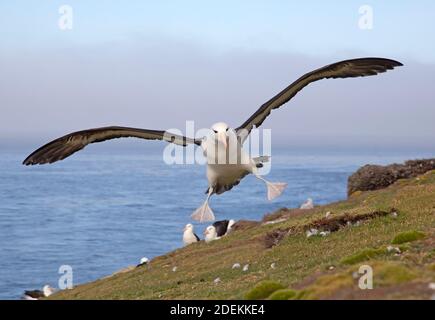 Schwarzbrauen Albatros Landung in der Nähe seines Nestes, Insel Saunders, Falkland, Januar 2018 Stockfoto