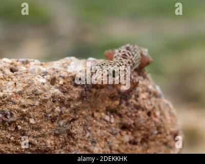 Mediterraner Hausgecko (Hemidactylus turcicus) in griechenland Stockfoto