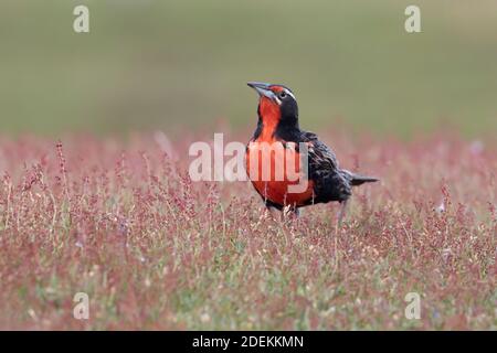 Langschwanzlerche (Sturnella loyca), Saunders, Falkland, Januar 2018 Stockfoto