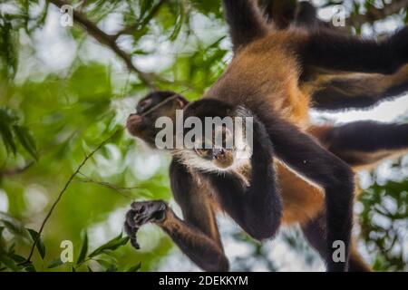 Azuero Klammeraffen, Ateles geoffroyi azuerensis, im dichten Regenwald des Cerro Hoya Nationalpark, Provinz Veraguas, Republik Panama. Stockfoto