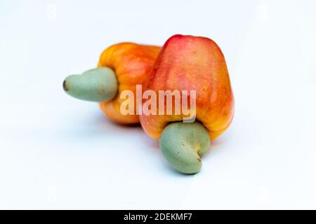 Cashew Frucht Nahaufnahme sieht in weißem Hintergrund Stockfoto