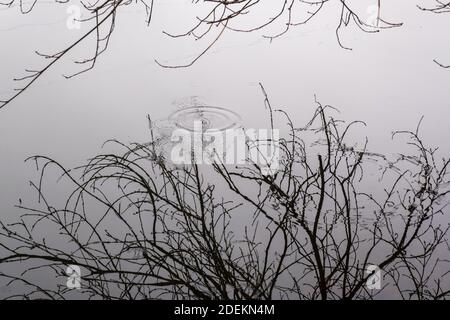 Spiegelung von Ästen ohne Blätter im ruhigen Wasser des Flusses an einem bewölkten Herbsttag. Stockfoto