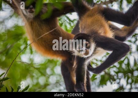 Azuero Klammeraffen, Ateles geoffroyi azuerensis, im dichten Regenwald des Cerro Hoya Nationalpark, Provinz Veraguas, Republik Panama. Stockfoto