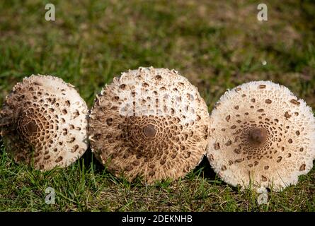 Reife Sonnenschirm Pilz Macrolepiota procera oder Lepiota procera Stockfoto