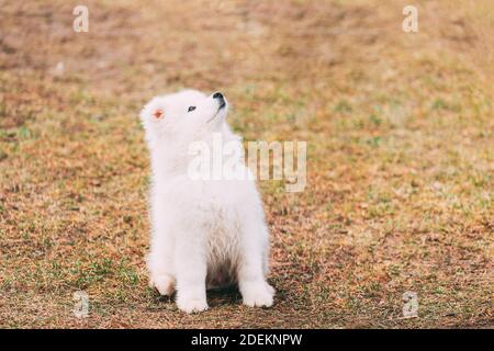 Weißer Samoyed Hund im Freien im Park Stockfoto