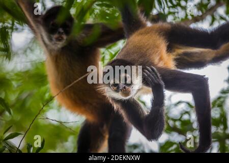 Azuero Klammeraffen, Ateles geoffroyi azuerensis, im dichten Regenwald des Cerro Hoya Nationalpark, Provinz Veraguas, Republik Panama. Stockfoto