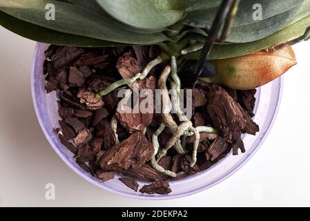 Orchidee gepflanzt in der Rinde eines Baumes, gesunde Orchideenwurzeln, close-up, houseplant care, Draufsicht. Stockfoto