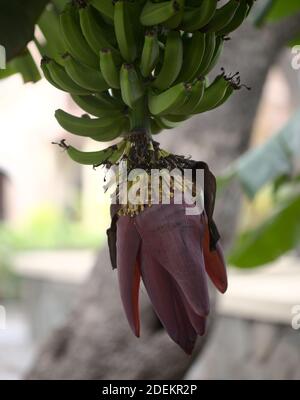 Große dunkle Blume der Cavendish Sorte der Banane, Arten Musa acuminata, Hauptvarietät der Bananen, die auf den Kanarischen Inseln angebaut werden Stockfoto