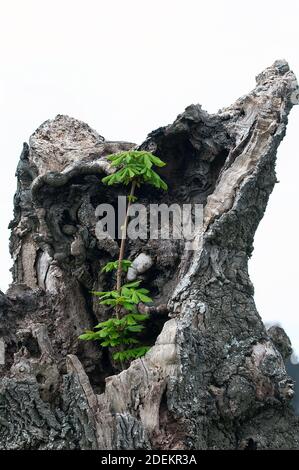 Kastanienbaumsapling wächst im alten Baumstamm Stockfoto