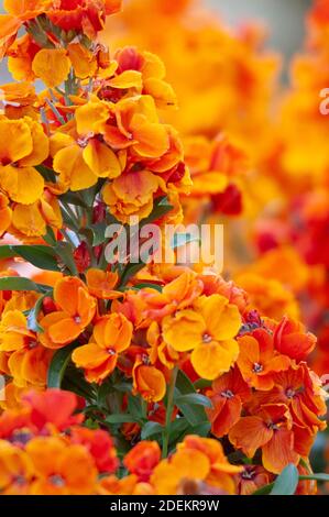 Orangefarbene Wallfllowers Stockfoto