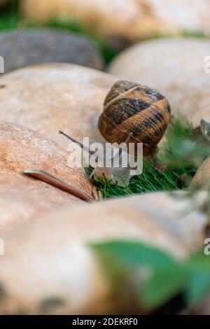 Große Schnecke in der Schale kriecht auf Straße, Sommertag im Garten Stockfoto