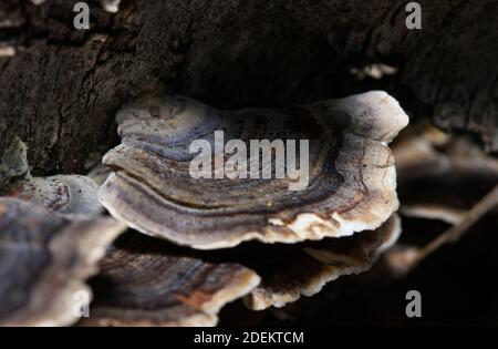 putenschwanzpilz im Makro Stockfoto