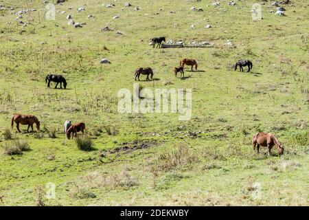 Landschaft mit Pferden pasting auf grüner Wiese, in hellem Licht in der Nähe Godi Pass, L'Aquila, Abruzzen, Italien erschossen Stockfoto