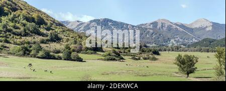 Landschaft mit Pferden und Kühen Herden pasten auf grünen flachen Hochland in Sangro Flusstal, in hellem Licht in der Nähe von Pescasseroli, L'Aquila, Abruzzen erschossen Stockfoto