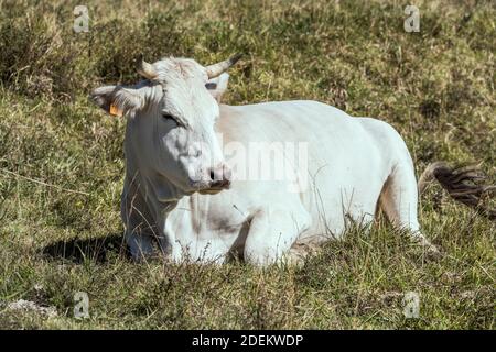 Weiße Kuh auf grünem Gras liegend, in hellem Licht in der Nähe von Pescasseroli, L'Aquila, Abruzzen, Italien erschossen Stockfoto