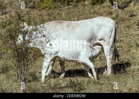 Weißes Kalb, das am weißen Kuheuter auf grünem Gras füttert, in hellem Licht bei Pescasseroli, L'Aquila, Abruzzen, Italien geschossen Stockfoto