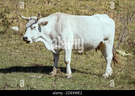 Weiße Kuh auf grünen Hang, in hellem Licht in der Nähe von Pescasseroli, L'Aquila, Abruzzen, Italien erschossen Stockfoto
