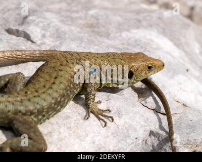 hellenolacerta greaca, griechische Felseneidechse, lacerta greaca in griechenland Stockfoto