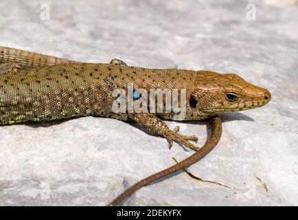 hellenolacerta greaca, griechische Felseneidechse, lacerta greaca in griechenland Stockfoto